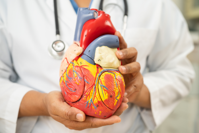 Nitric Oxide and Cardiovascular Health